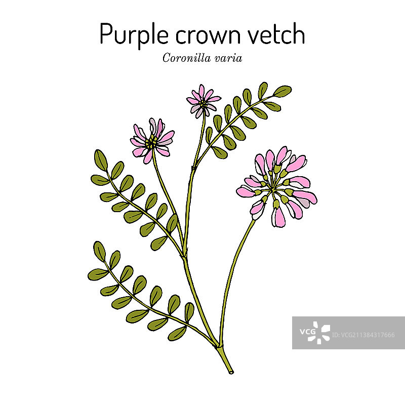 紫云英图片素材