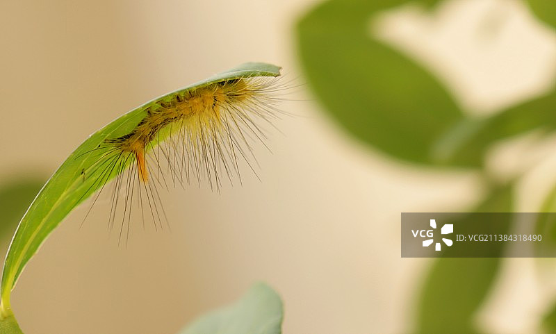 茸毒蛾图片素材