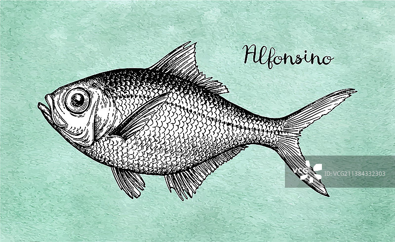 金眼鲷墨水草图图片素材