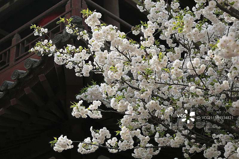 青龙樱影：青龙寺的樱花。洁白的花朵，衬着古朴的寺庙亭台楼阁，古朴，洁雅。图片素材