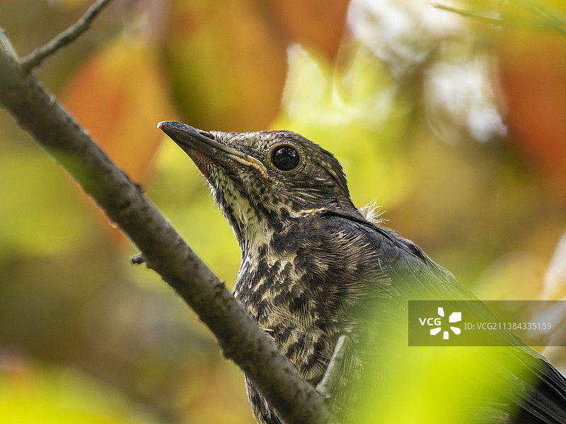 初次离巢的小乌鸫栖停紫叶李图片素材
