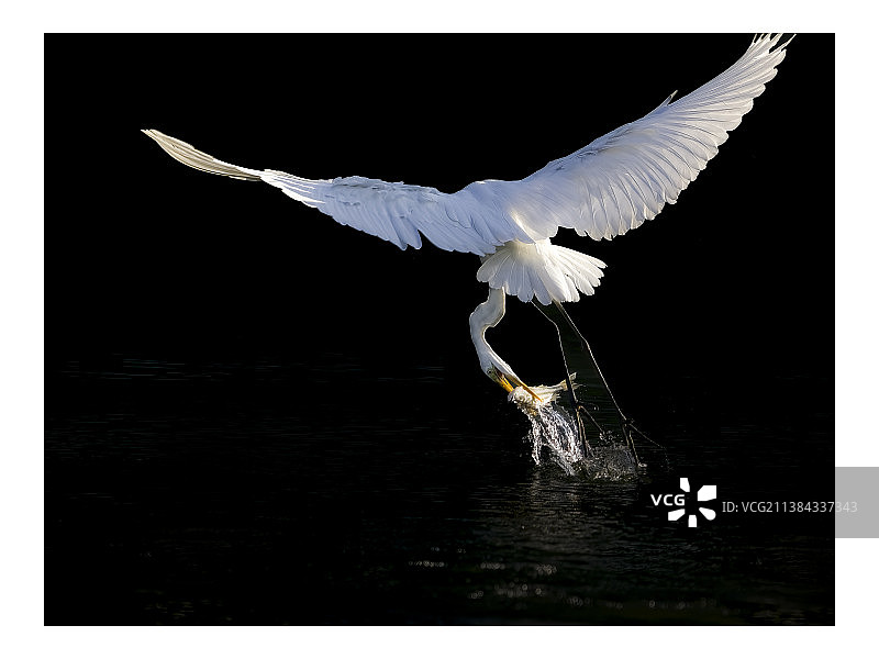 大白鹭捕鱼瞬间图片素材