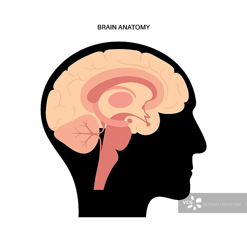 大脑解剖概念图片素材