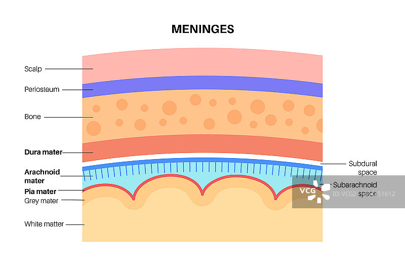 脑膜解剖图图片素材