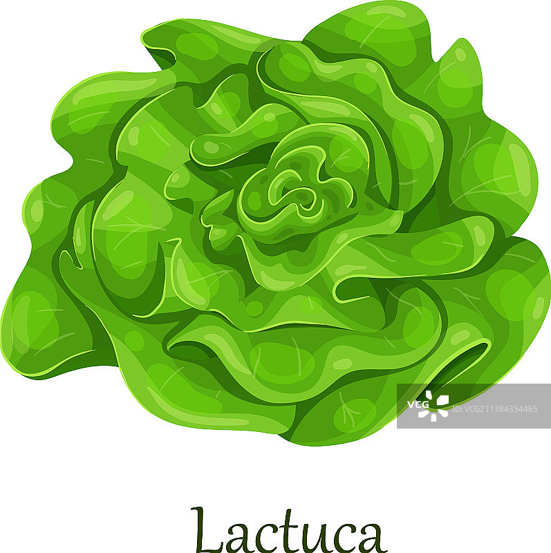 特罗卡德罗莴苣沙拉图片素材