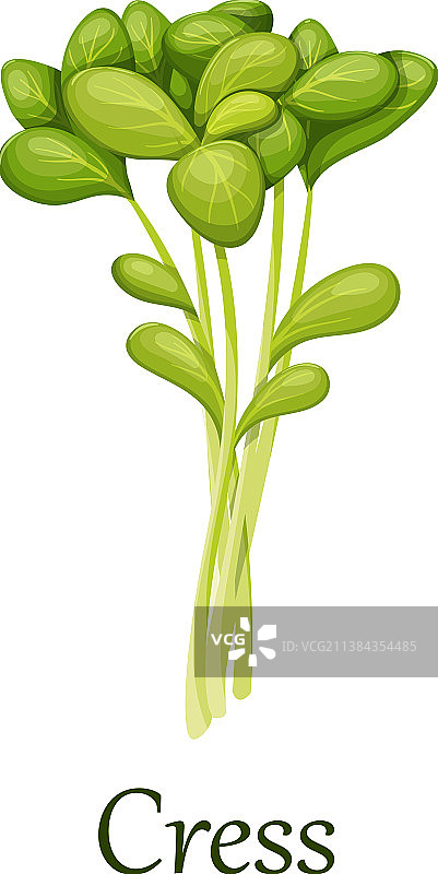 绿色西洋菜沙拉叶图片素材