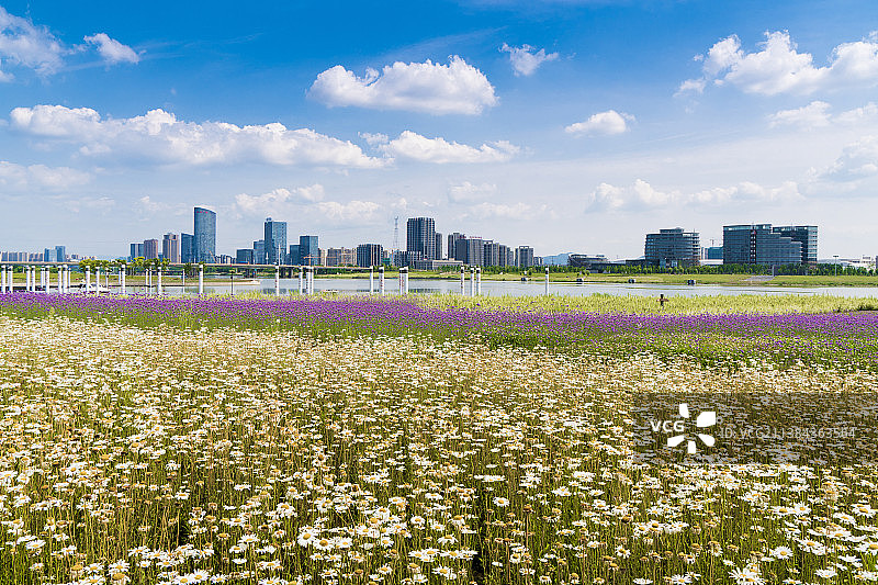上虞曹娥江滨花田与现代高层建筑图片素材