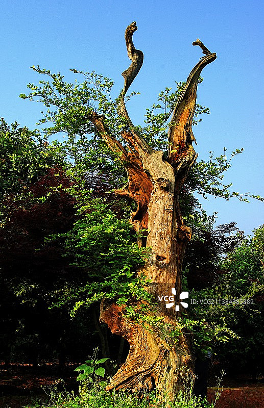 古树逢春图片素材