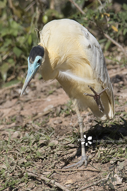 戴鹮用爪子梳理羽毛图片素材