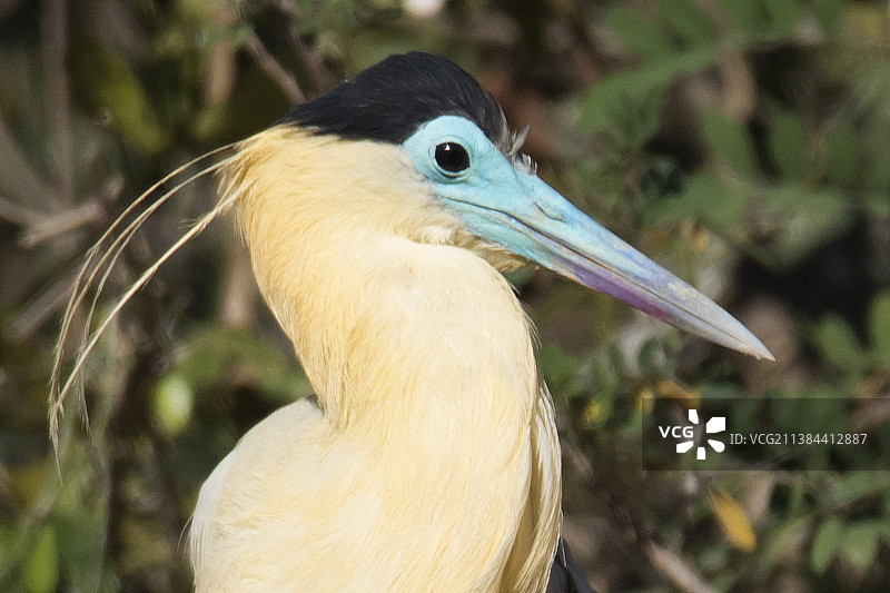 白颈鹭特写图片素材