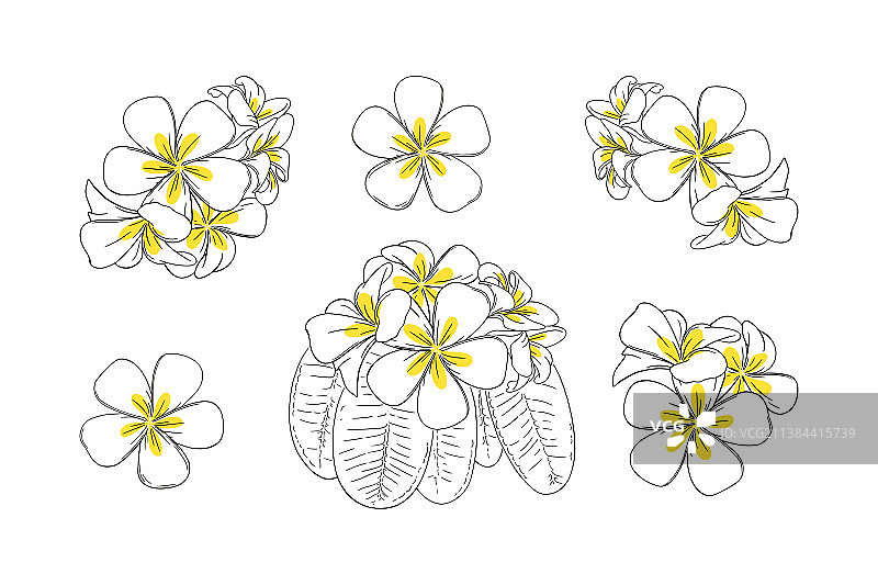 用于花环的鸡蛋花图片素材