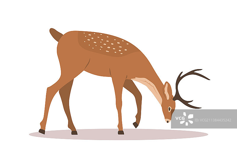 风格化的高贵梅花鹿和驯鹿图片素材