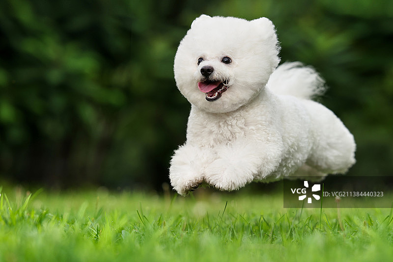 可爱的比熊犬图片素材