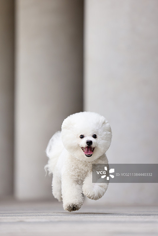 可爱的比熊犬图片素材