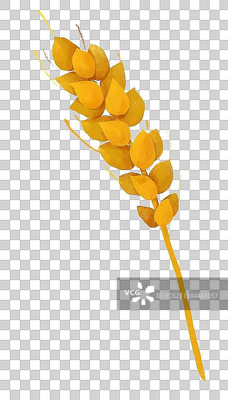 芒种插画成熟麦穗元素图片素材