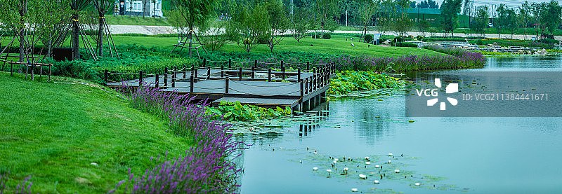 公园夏季荷塘景色图片素材