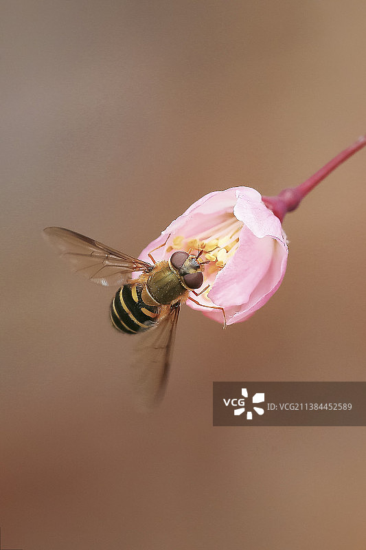 食蝇蚜图片素材