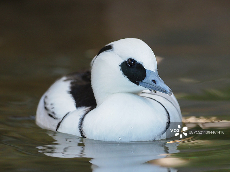 鸭子 Duck图片素材