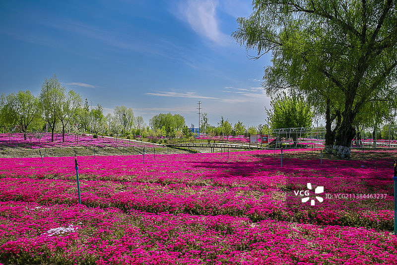芝樱花海图片素材