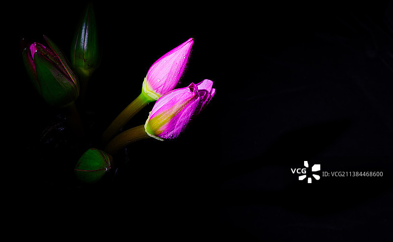 静物睡莲花图片素材