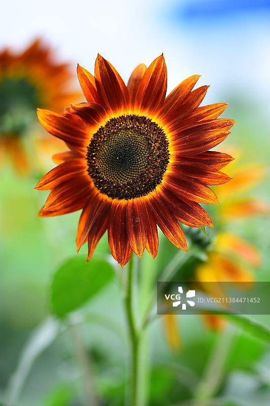 欣欣向荣！图片素材