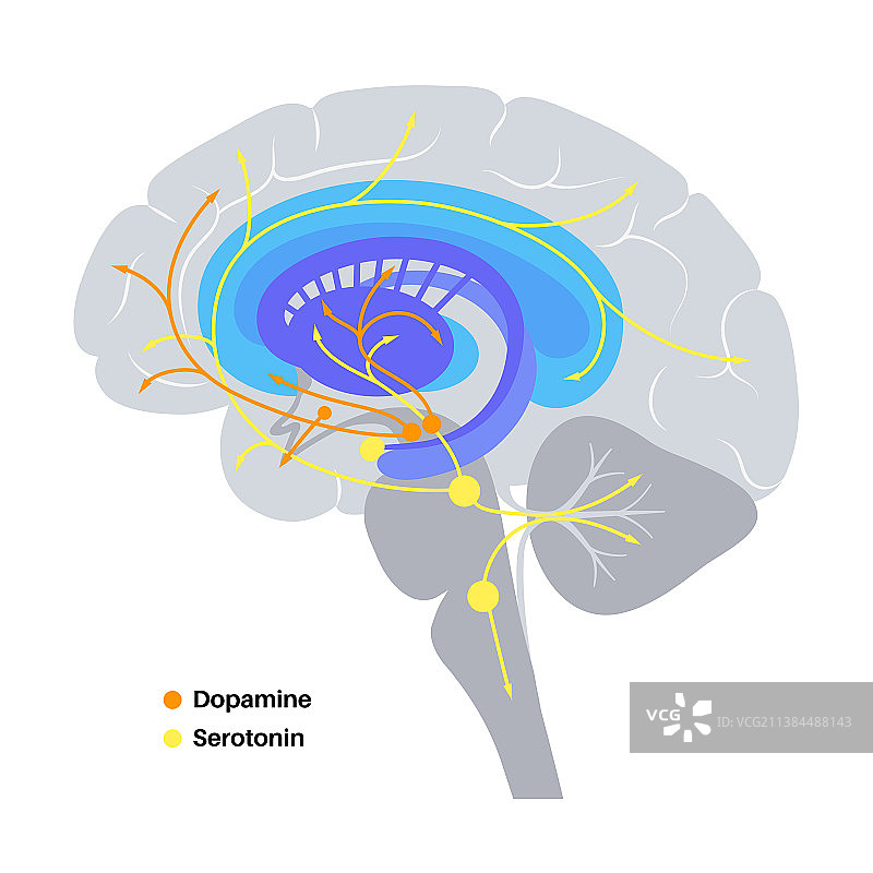 血清素和多巴胺通路图片素材