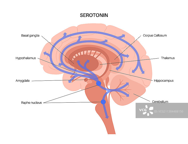 大脑中的血清素通路图片素材
