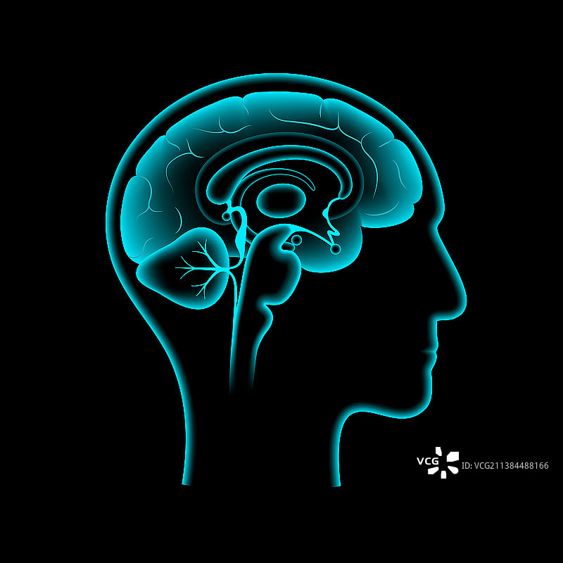 大脑3D解剖图片素材
