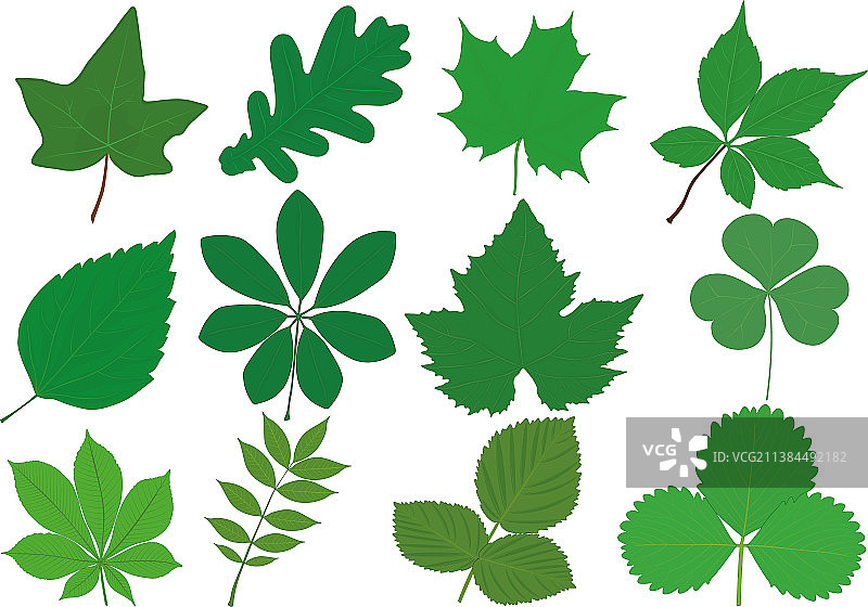 各种植物绿叶素材图片素材