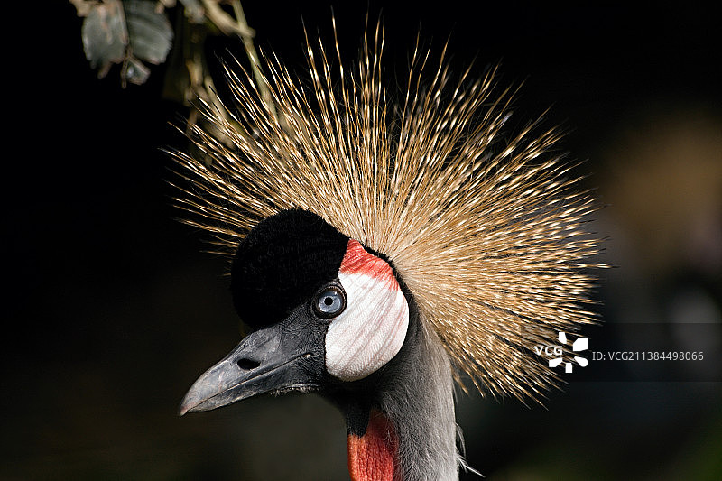 灰冕鹤特写图片素材