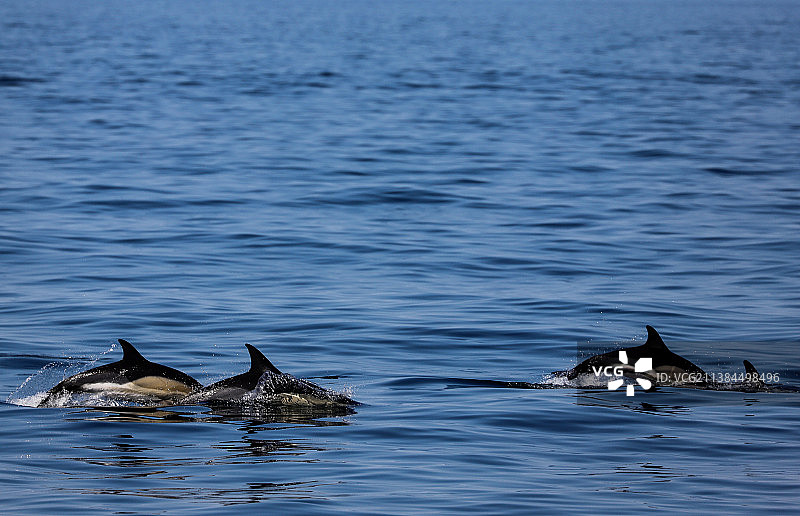 海中畅游的两条海豚图片素材