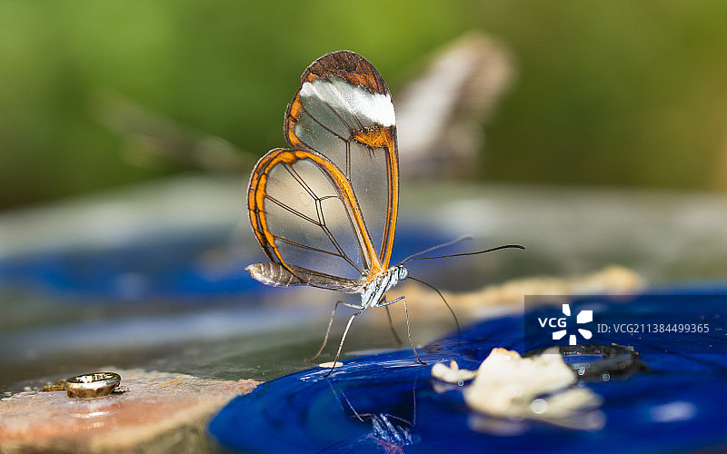 蝴蝶在树叶上的特写图片素材
