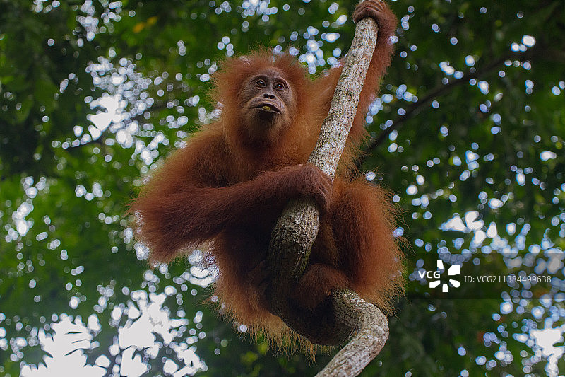 低角度拍摄悬挂在树上的猩猩，印度尼西亚图片素材