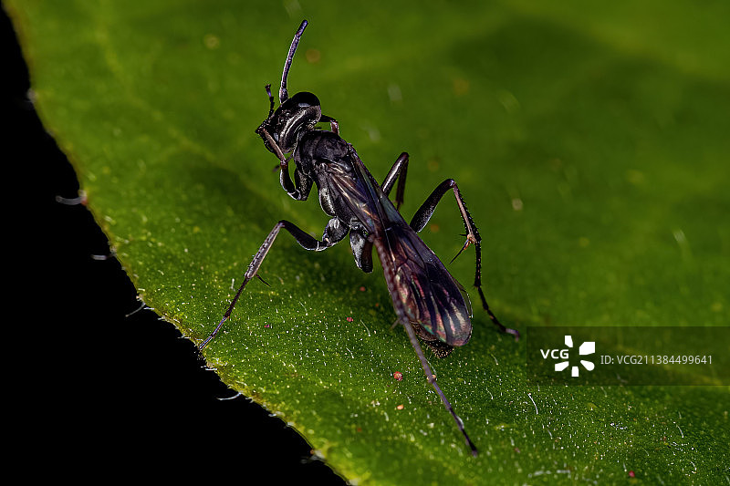 成年蜘蛛黄蜂，树叶上的昆虫特写图片素材