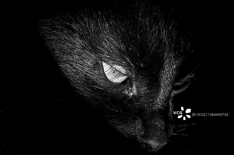 黑色背景下的猫特写图片素材