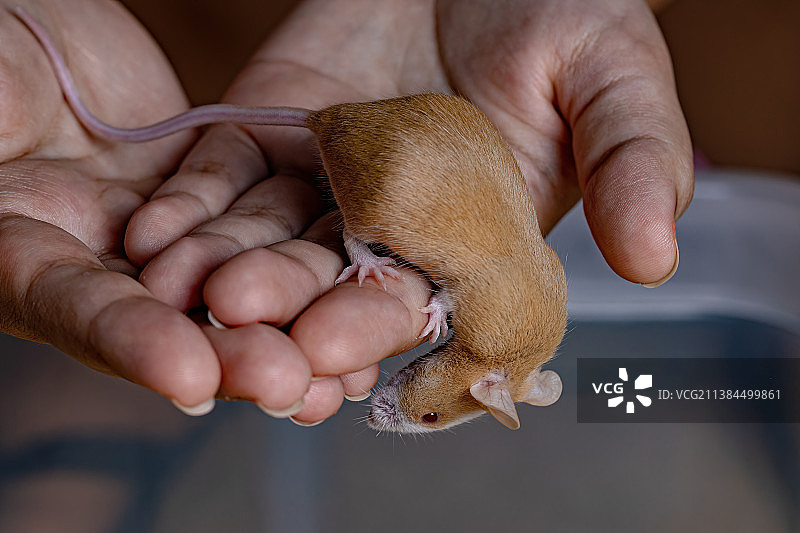 人手持小家鼠（局部）图片素材