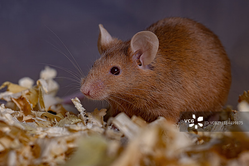 容器中的小家鼠特写图片素材