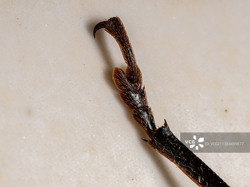 巨型帝王锯腿微距特写图片素材