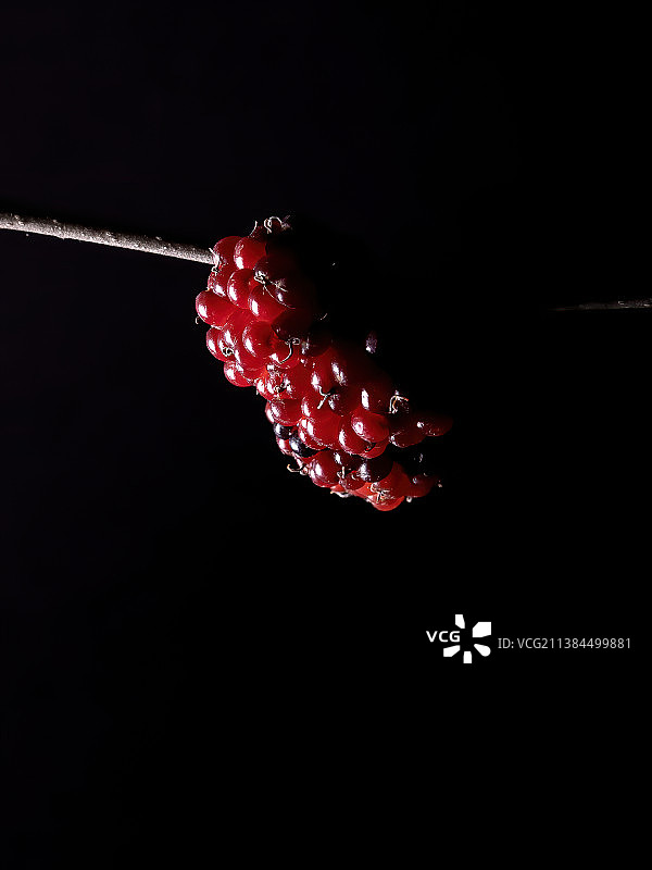 黑色背景下的桑葚植物图片素材