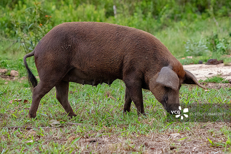 猪站在草地上的侧面视角图片素材
