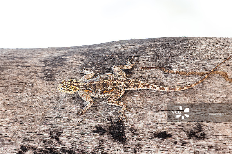纳米比亚卡拉斯木头上小蜥蜴的特写图片素材