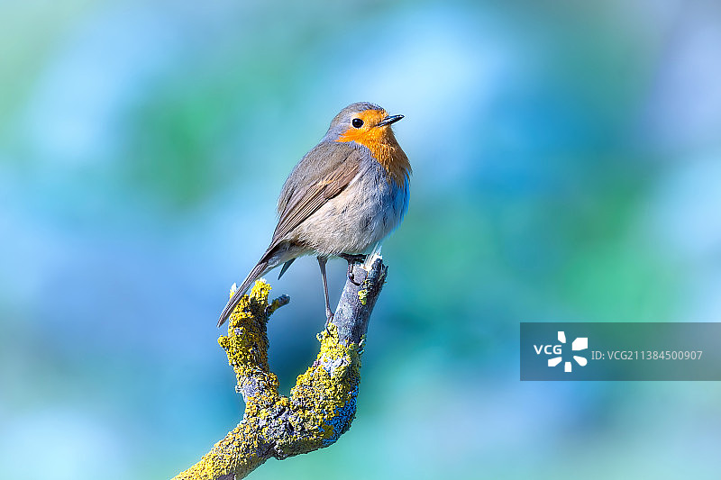 栖息在树枝上的欧robin特写，土耳其乌尔拉图片素材