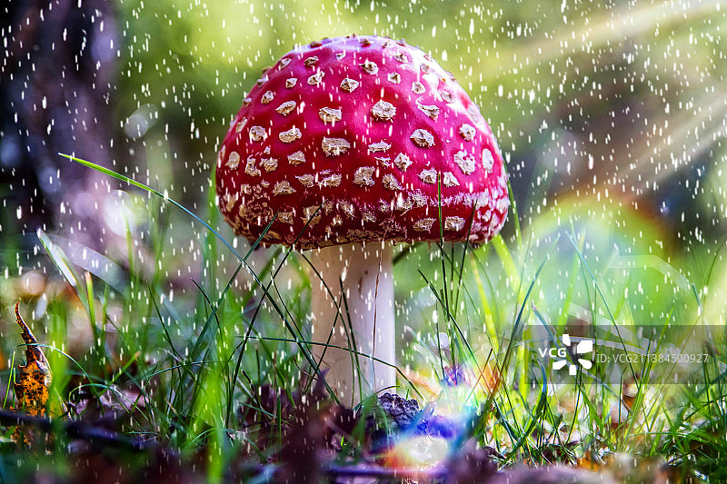 特写：波兰田野上的毒蝇伞蘑菇图片素材