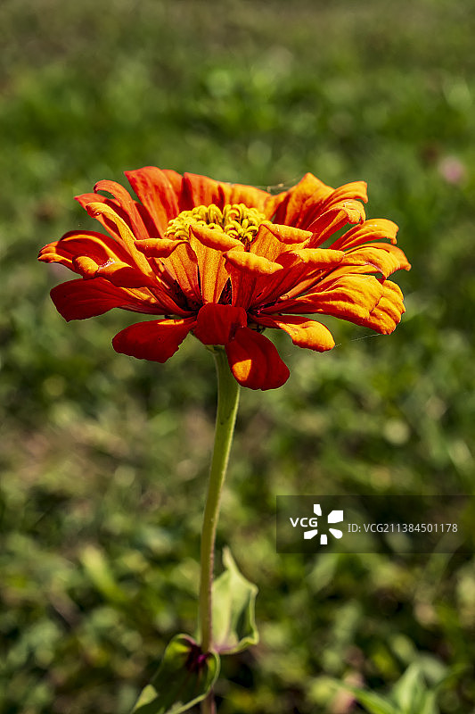 橙色百日草，田野上橙色花朵的特写图片素材