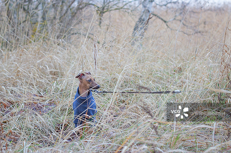 芬兰赫尔辛基，高草丛中的意大利格力犬，男子与纯种犬站立在草地上的侧视图图片素材