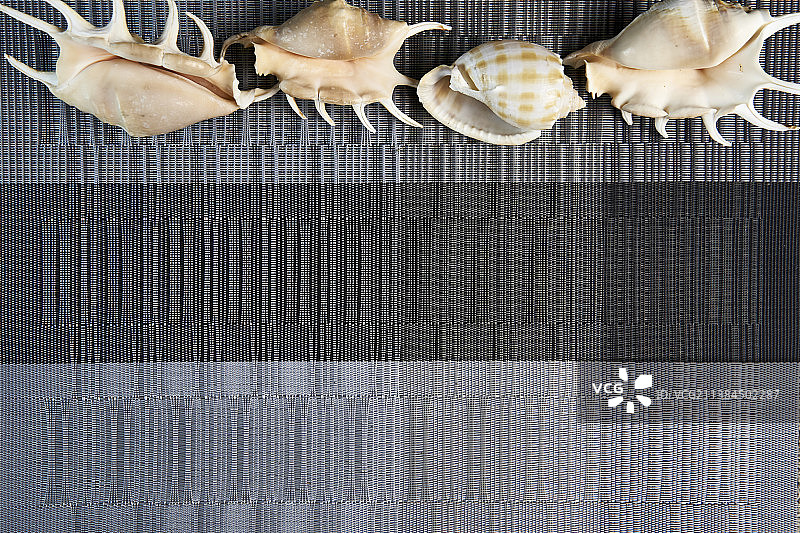 灰色背景上的贝壳图片素材