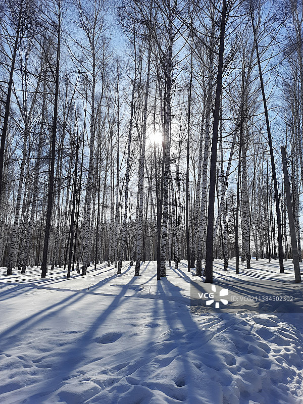 冬季森林的清晨：雪地上覆盖的树木图片素材