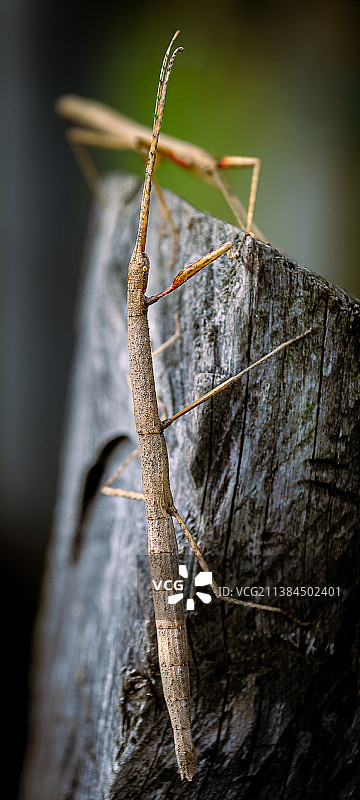 昆虫在木头上的特写图片素材