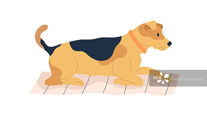 躺在垫子上的艾尔谷梗犬图片素材