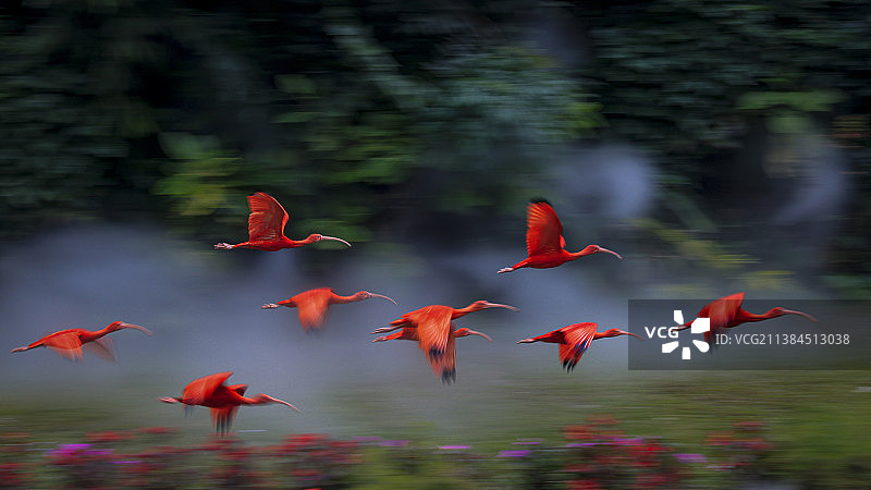 美洲红鹮鸟图片素材